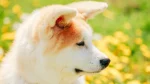 Akita Inu Dog photo