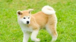 Akita Inu Dog photo