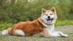 Akita Dog photo
