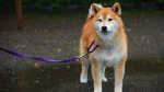 Akita Dog photo