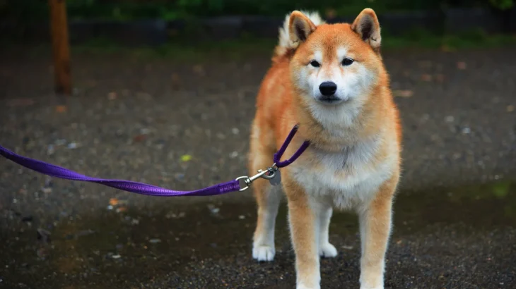 Akita Dog photo