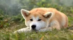 Akita Dog photo