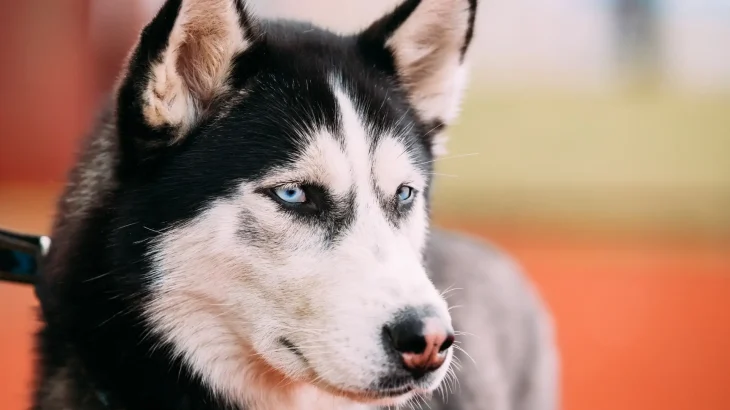 Alaskan Husky Dog photo