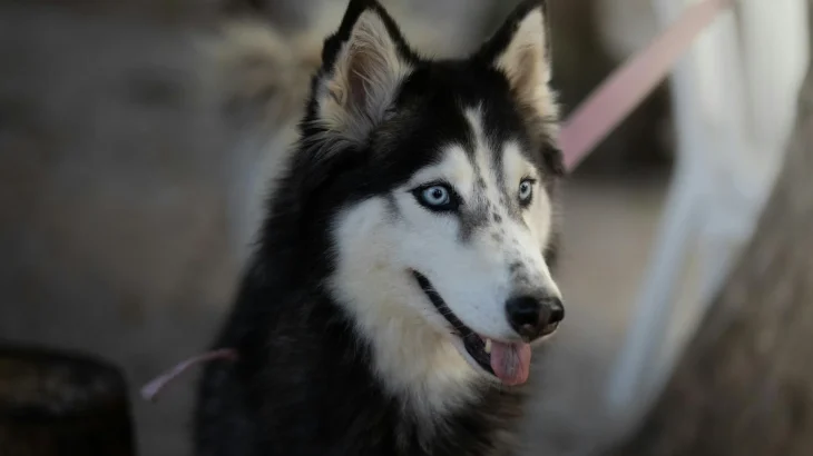 Alaskan Husky Dog photo