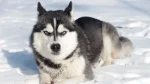 Alaskan Husky Dog photo