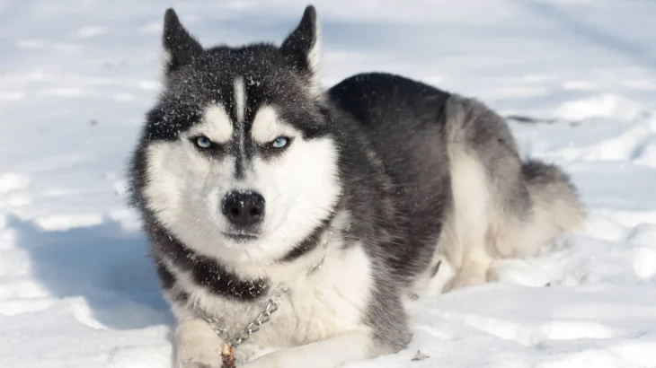 Alaskan Husky Dog photo