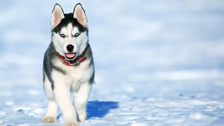 Alaskan Husky Dog photo