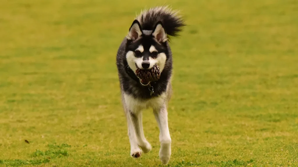 Alaskan Klee Kai Dog photo
