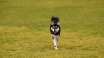 Alaskan Klee Kai Dog photo