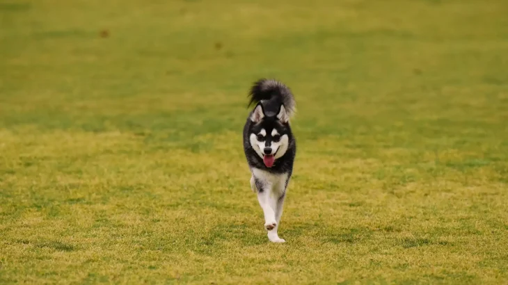 Alaskan Klee Kai Dog photo