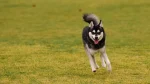 Alaskan Klee Kai Dog photo