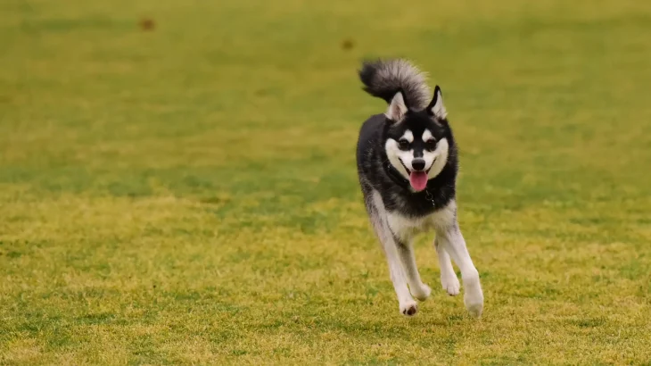 Alaskan Klee Kai Dog photo