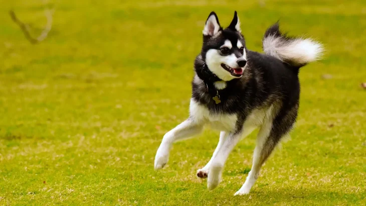 Alaskan Klee Kai Dog photo