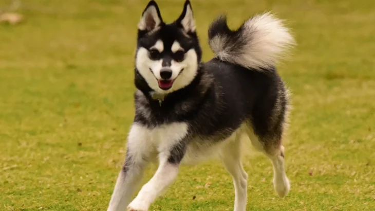 Alaskan Klee Kai Dog photo