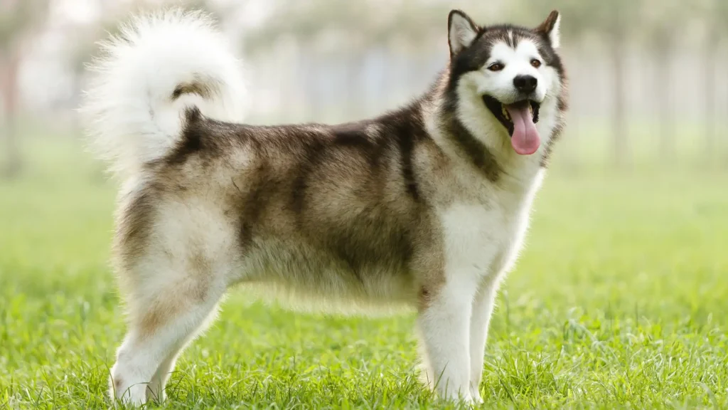 Alaskan Malamute Dog photo