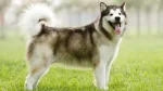 Alaskan Malamute Dog photo