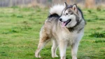 Alaskan Malamute Dog photo