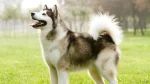 Alaskan Malamute Dog photo