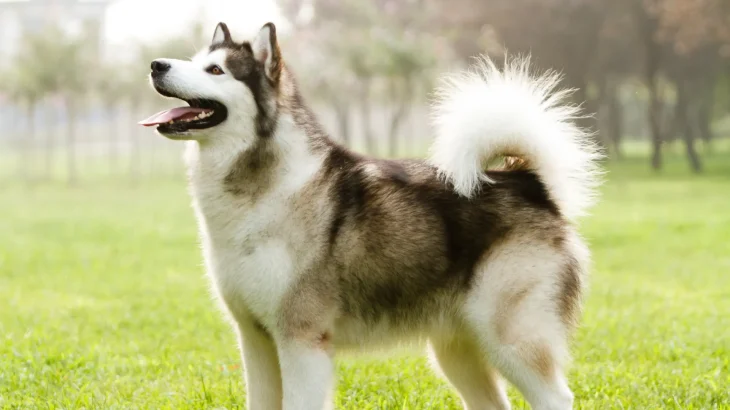 Alaskan Malamute Dog photo