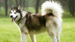 Alaskan Malamute Dog photo