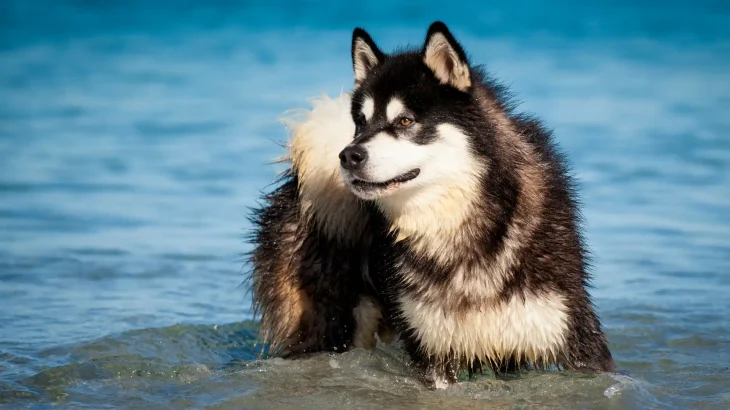 Alaskan Malamute Dog photo