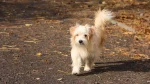 Alopekis Dog photo