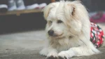 Alopekis Dog photo