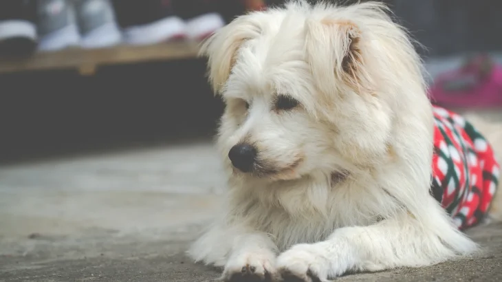 Alopekis Dog photo