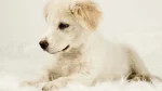 Alopekis Dog photo