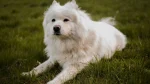 Alopekis Dog photo