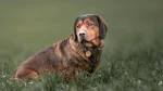 Alpine Dachsbracke Dog photo
