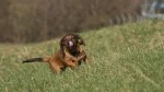Alpine Dachsbracke Dog photo