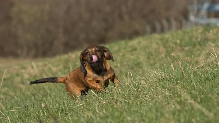 Alpine Dachsbracke Dog photo