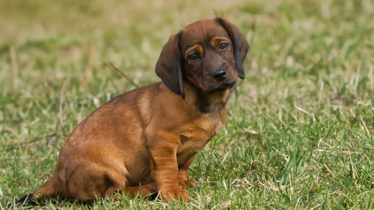 Alpine Dachsbracke Dog photo