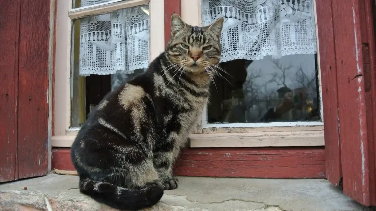 Altai Cat photo