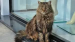 Altai Cat photo