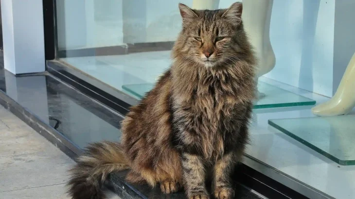 Altai Cat photo