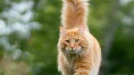 Altai Cat photo