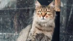 Altai Cat photo