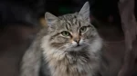 Altai Cat photo