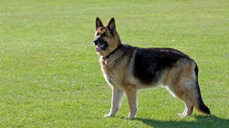 American Alsatian Dog photo