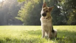 American Alsatian Dog photo