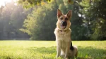 American Alsatian Dog photo