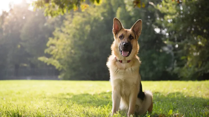 American Alsatian Dog photo