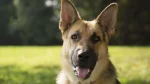 American Alsatian Dog photo