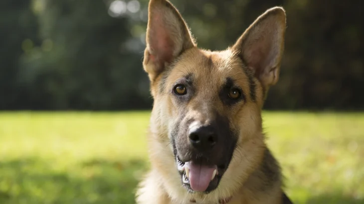 American Alsatian Dog photo