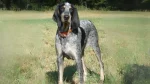 American Blue Gascon Hound Dog photo