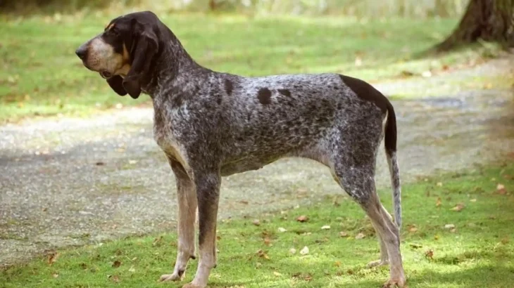 American Blue Gascon Hound Dog photo