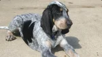 American Blue Gascon Hound Dog photo