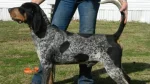 American Blue Gascon Hound Dog photo